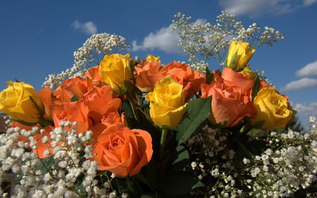 Beautiful roses - nature, sky, roses, clouds, beautiful, colors, flowers, flower