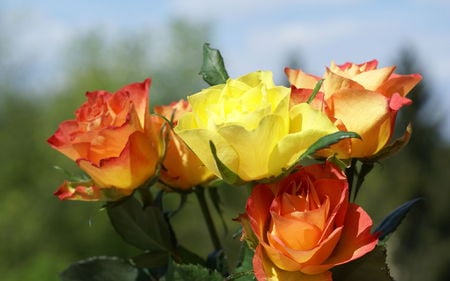 roses-bouquet - flower, roses, beautiful, flowers, bouquet, nature, colors