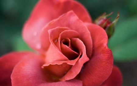 Red_rose_-_kiss. - beauty, nature, closeup, red, flowers, rose, flower