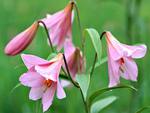 pink-lilies