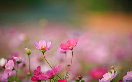 Pink-wildflowers--Mexican-aster - flowers, nature, pink, aster