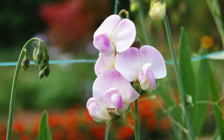 Pink_wintergreen_wildflower_close-up_photography - nature, closeup, flowers, photography