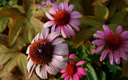 Flowers-and-leafs - flowers, leafs, nature, beautiful, colors