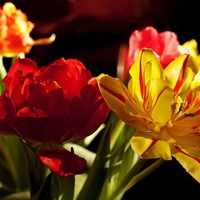 Tulips at Daylight