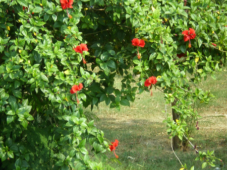 Flowers - flowers, nature, red