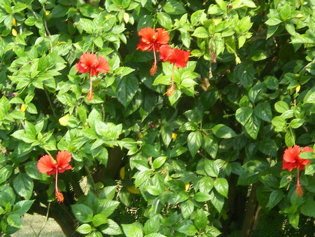 Red flowers - nature, flowers, red