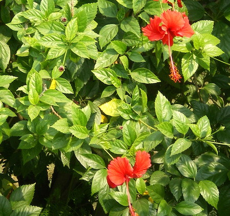 Red flowers - flowers, nature, red