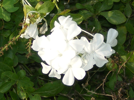 White flowers - flowers, white, nature