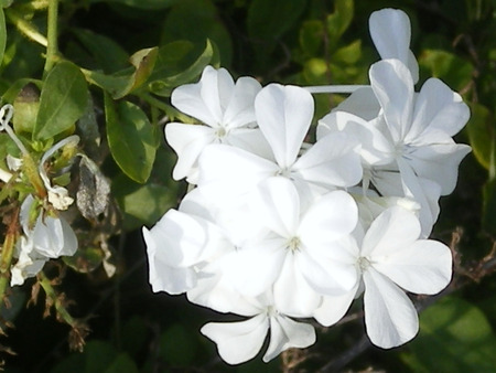 White flowers - flowers, white, nature