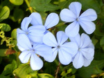 Sky blue flowers