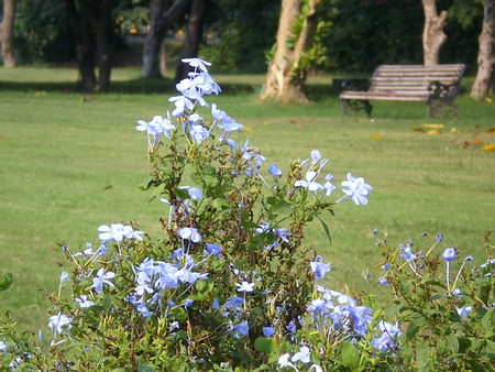 Sky blue flowers - nature, sky blue, flowers