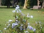 Sky blue flowers