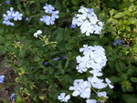 White flowers