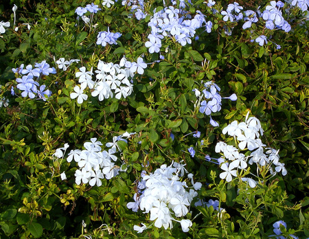 White flowers - white, nature, flowers