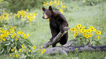 Black Bear - bears, flowers, meadow, animals