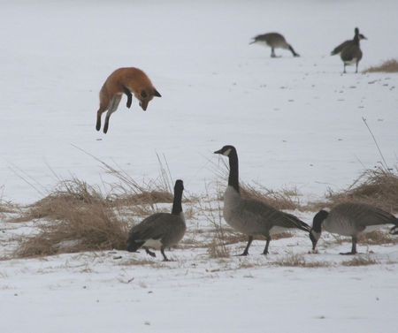 Fantastic fox - geese, fantastic, nature, fox, wild, animals