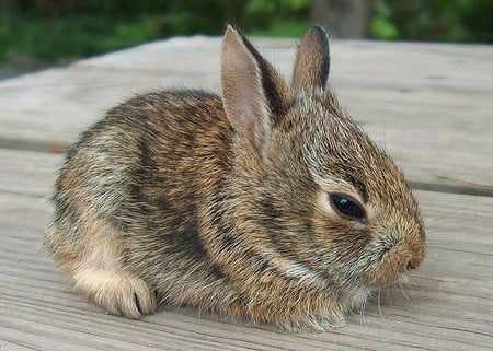 sweet bunny - baby, easter, pet, sweet, cute, bunny