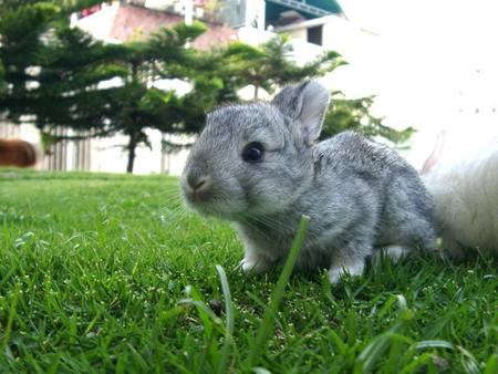 first steps - baby, step, easter, sweet, garden, bunny