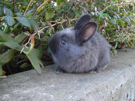 baby bunny - buny, easter, cute, little, baby, sweet