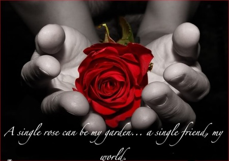 I love you my friends - hands, red rose, rose, friends, friendship, love, flower