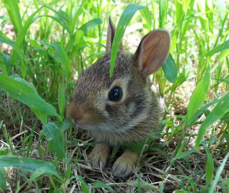 little baby bunny - baby, easter, bunny, grass, little