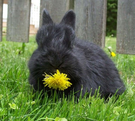 flower for ancasimona - easter, grass, baby, flower, bunny