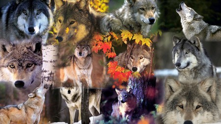 Wolves of the Wild - forest, haunting, collage, howl, wolf, wolves, firefox persona, wild, howling