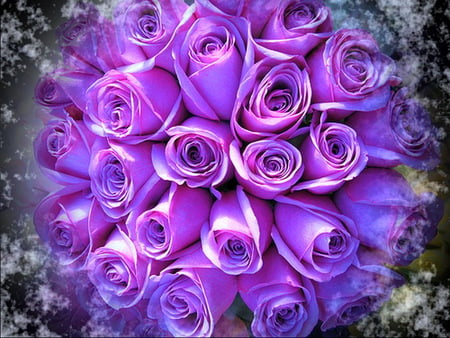 Lavender blue roses - flowers, sunlight, roses, lavender, blue