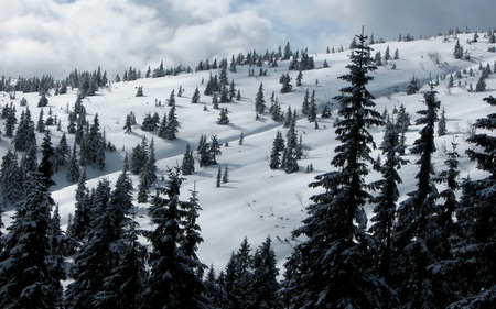 Tree's Peace - forests, serene, winter, mountains, calm, nature, cloudy, snow, beautiful