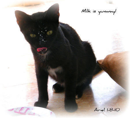 Milk is yummy! - ariel, milk, hungry, black, stray, kitten