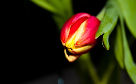 Tulip - nature, beautiful, tulip, flowers, garden