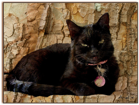 Texturised cat. - bombay, black, cat, sofa, texture, ariel