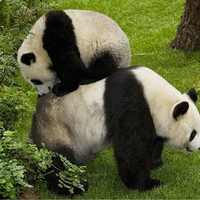 panda family