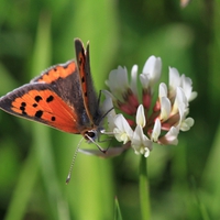 small cooper butterfly