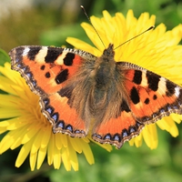 first butterfly of spring