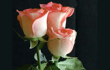 Celebrate your day - three, roses, green leaves, pink and white, birthday, black background