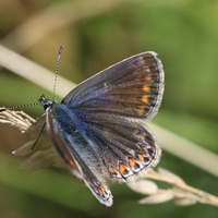 female common blue