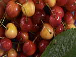 cherries to love we have