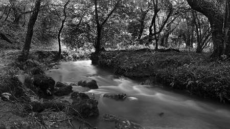 Stream in Black & White - nature, beautiful, creek, stream, black and white, forest, peaceful