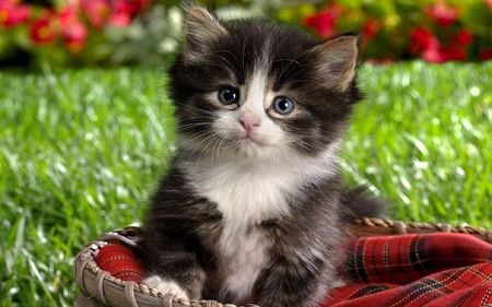 A Kitten To Love - cute, bed, grass, kitten