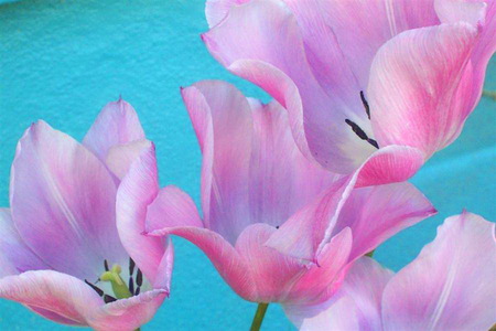 Beauty in pink - flowers, tulips, pink, blue