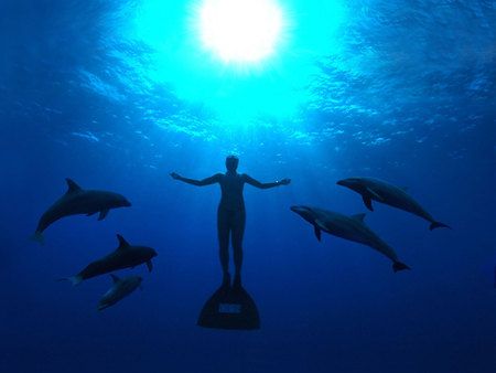 The Cove - japan, dolphins, ocean, diver