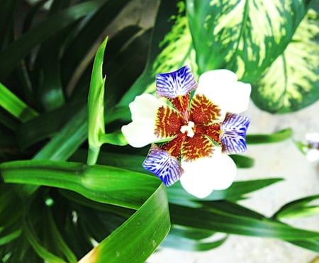 Orchid - vase, soil, flower, leaf