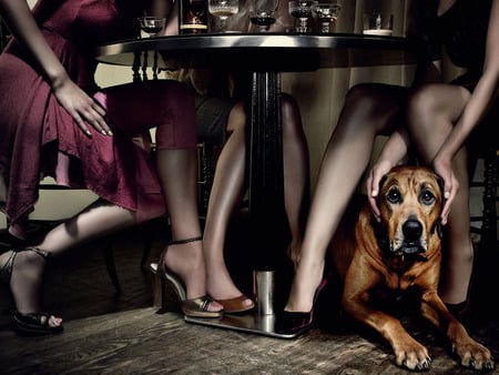 Safe Between Sexy Legs - sexy legs, woman, female, dog, funny, photo, dinner