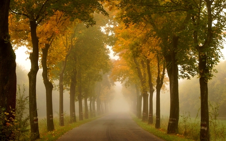 MISTY MORNING - morning, pathway, trees, forest, rows, foggy, path, misty