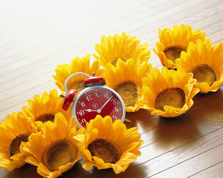 sunflowers - yellow, sun, clock, flowers, still life