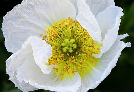 poppy - poppy, white, flower, pure