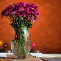 Pretty Flowers