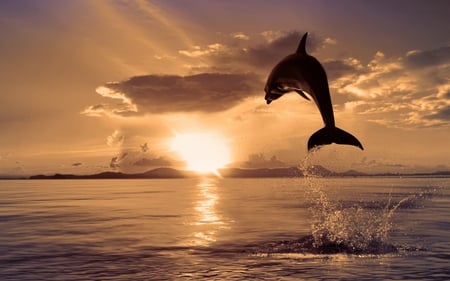 Dolphin - beaches, silhouette, whale, animals, sun, sunset, view, mammal, reflection, color, golden, jumping, air, wallpaper, dolfin, nature, beautiful, animal, sea, new, beauty, sky, peaceful, photography, water, image, pretty, clouds, sunsets, dolphins, wild animals, rays, ocean, sunlight, lovely, splendor, fish, gloden, dolphin