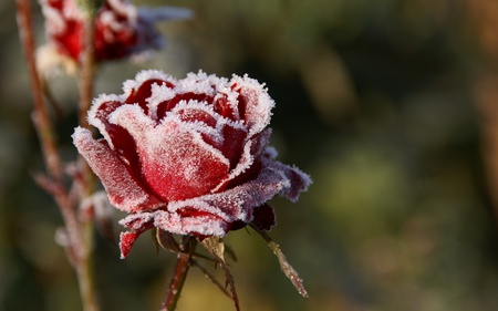 Frozen Rose - flowers, roses, frozen, nature, beautiful, red, photography, rose